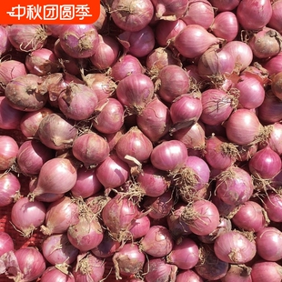 东北特产毛葱自种正宗笨毛葱小毛葱蘸酱毛葱大毛葱头新鲜珠葱包邮