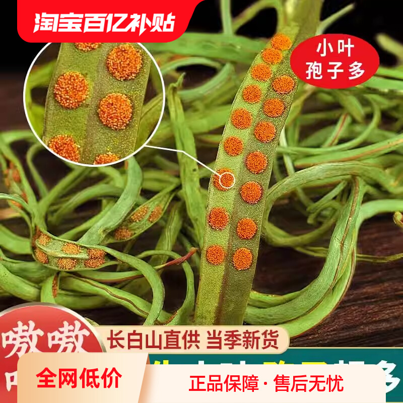 速发肾精茶黄金草草中药材精品化石嗷嗷叫长白山肾精草正品官方