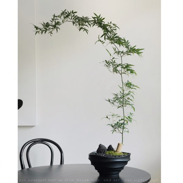 植物私生活 海南小叶簕竹竹子书房侘寂折衷东方美学飘逸造型盆景