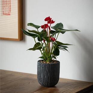 静艺花舍 火鹤花盆栽办公室内桌面禅意绿植四季开花卉植物鸿运当