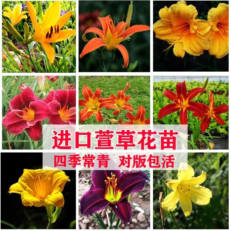 绿化大花萱草忘忧草宿根耐寒金娃