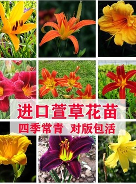 绿化大花萱草忘忧草宿根耐寒金娃娃萱草花苗地被庭院阳台盆栽花卉