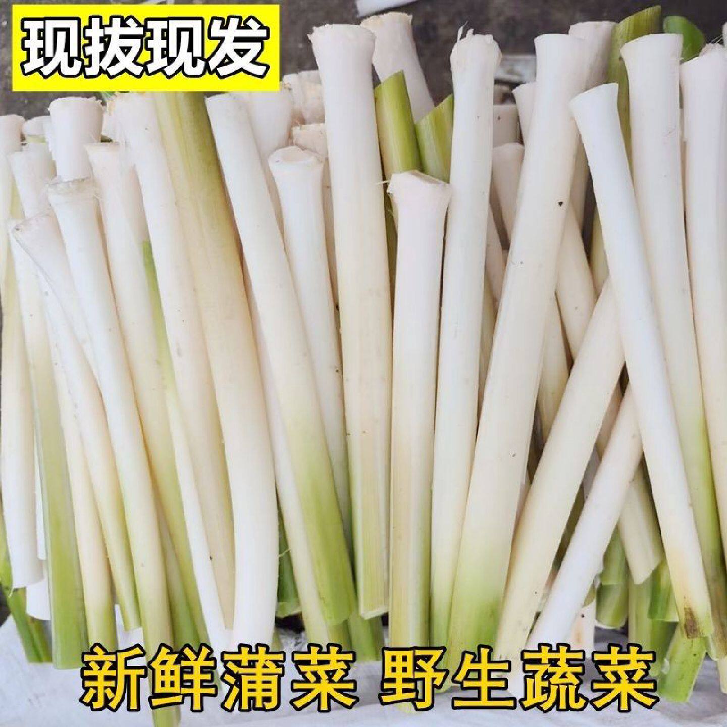 新鲜蒲菜野菜交白蒲草芯蒲笋蒲儿菜去老皮2斤4斤8斤农产品湖北产