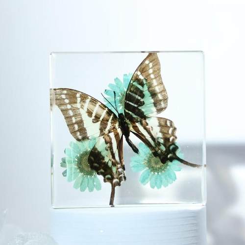 昆虫生长历程真实蝴蝶昆虫标本室内装饰摆件儿童男女朋友生日礼物