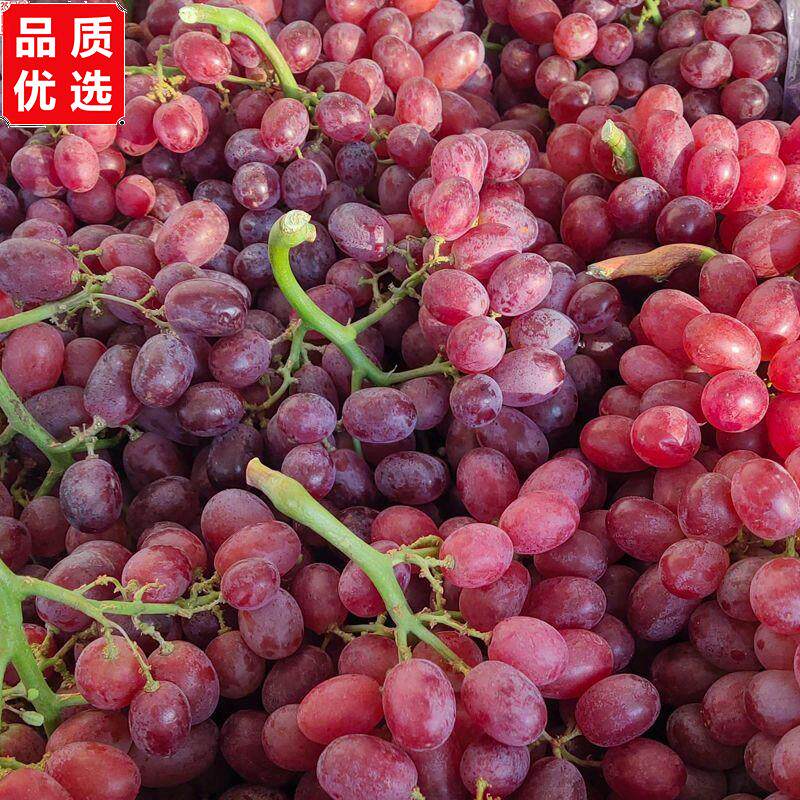 正宗克伦生无籽红提葡萄