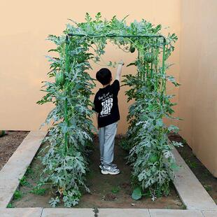 西瓜黄瓜豆角爬藤架葡萄架子四季豆花架丝瓜架植物瓜棚支伸缩杆架