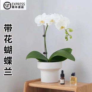 蝴蝶兰带花盆栽带花苞花剑办公桌室内客厅懒人胡蝴蝶兰花苗带花苞