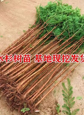 水杉树苗杉木树苗落羽杉池杉水沙南北方绿化园林庭院盆栽耐水树苗