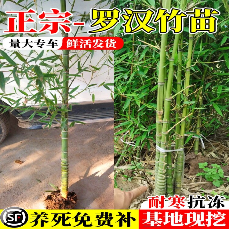 罗汉竹苗带土黄金竹罗汉竹子苗四季常青盆栽庭院绿化造景观赏竹苗