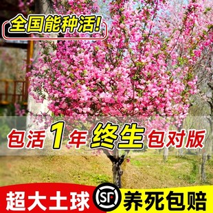 海棠树苗高杆西府垂丝海棠树苖果树庭院盆栽地四季开花大型风景树