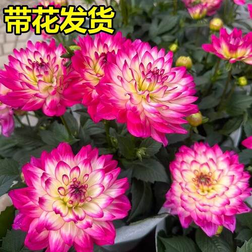 重瓣小丽花大花型菊花盆栽大丽花带花苞室内室外阳台庭院好养植物