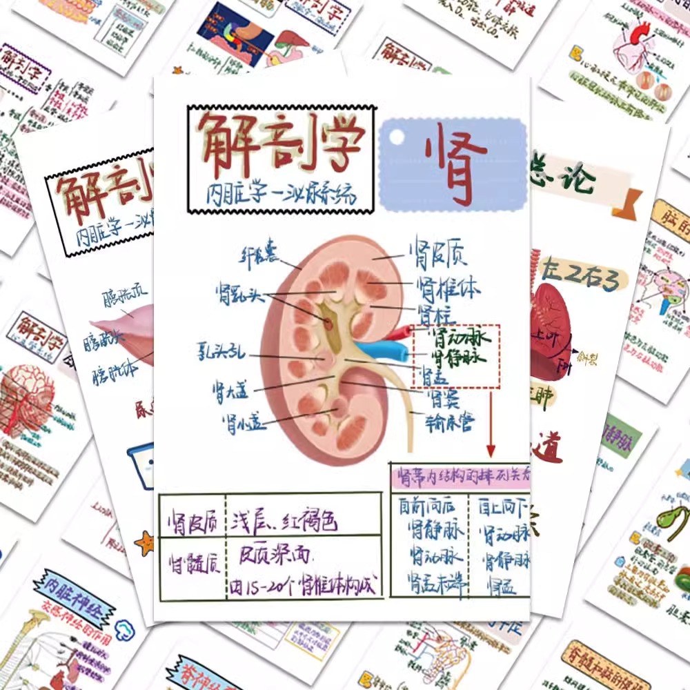 60张日常人体解剖医学贴纸人体医学器官知识手账贴画手机壳笔记本