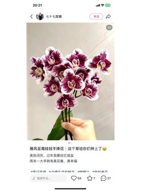 蝴蝶兰雅风娃娃1.7寸杯宝宝苗子