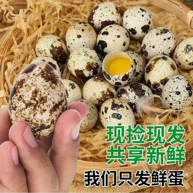 宝宝吃的鹌鹑蛋新鲜带壳无抗生素0激素孕妇鸟蛋天然滋补优选50枚