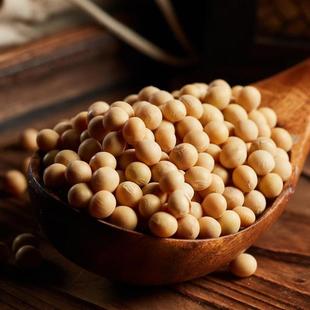 陕西商洛柞水特产农家黄豆散装黄豆农家自产黄豆五谷杂粮自制豆腐