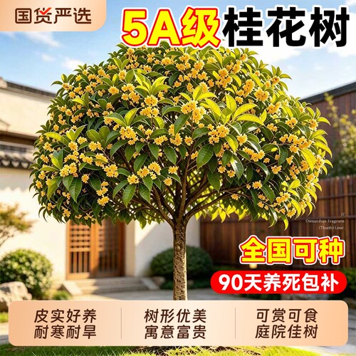 正宗金桂花树苗庭院地栽花卉盆栽四季桂小叶桂花老桩大树室外别墅