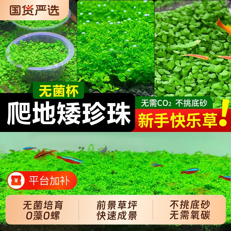 无菌杯爬地矮珍珠水草趴地矮阴性前景草鱼缸造景专用铺草坪日本矮