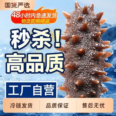 优质即食海参辽刺参即食500g鲜活辽参海生刺参单个真空独立包装
