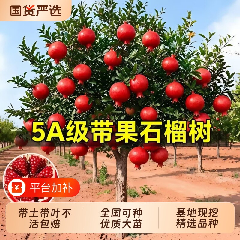石榴树庭院果树突尼斯软籽盆栽嫁接地栽四季可种老桩耐寒果石榴