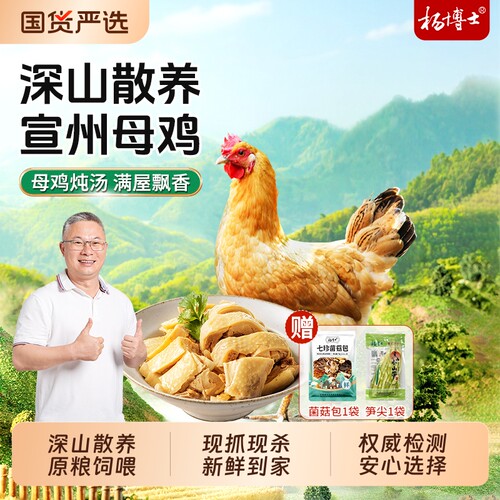 杨博士宣州母鸡深山散养原粮饲喂散养母鸡现抓现杀跑山鸡炖汤食材
