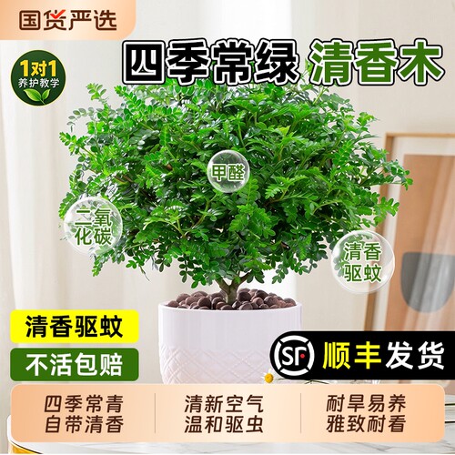 正宗清香木盆栽胡椒木老桩树苗室内驱虫驱蚊植物蛋糕装饰绿植叶子