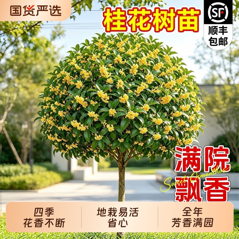 桂花树苗大树四季桂老桩庭院金桂八月桂室外种植别墅地栽花卉绿植