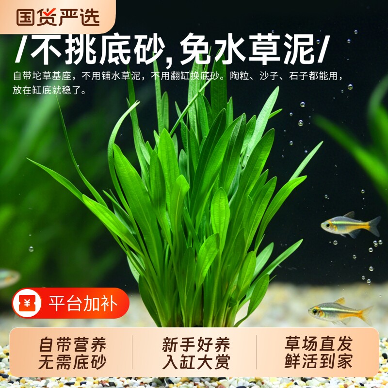 大叶九冠大坨草迷你坨草鱼缸造景阿根廷皇冠阴性好养沉木生态定植