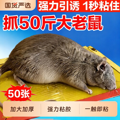 超强力粘鼠板大老鼠贴捕鼠神器老鼠克星透明隐形大号家用灭黏粘鼠