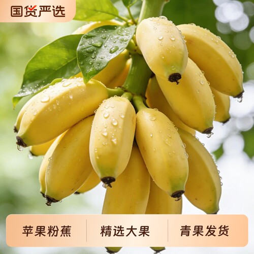 正宗广西苹果粉蕉大果新鲜孕妇水果香蕉自然熟老人宝宝辅食包邮