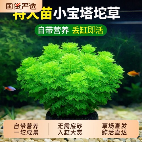 小宝塔大坨水草鱼缸造景净水增氧