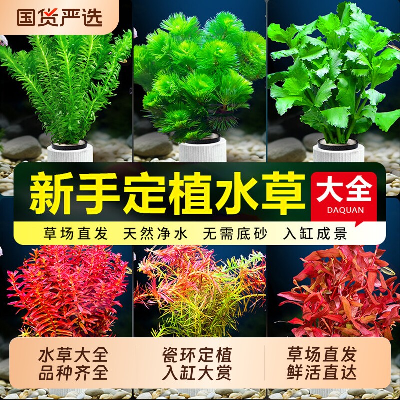 水草植物鱼缸造景活真草水榕绿植阴性蜈蚣草鱼草好养十字沉木大叶