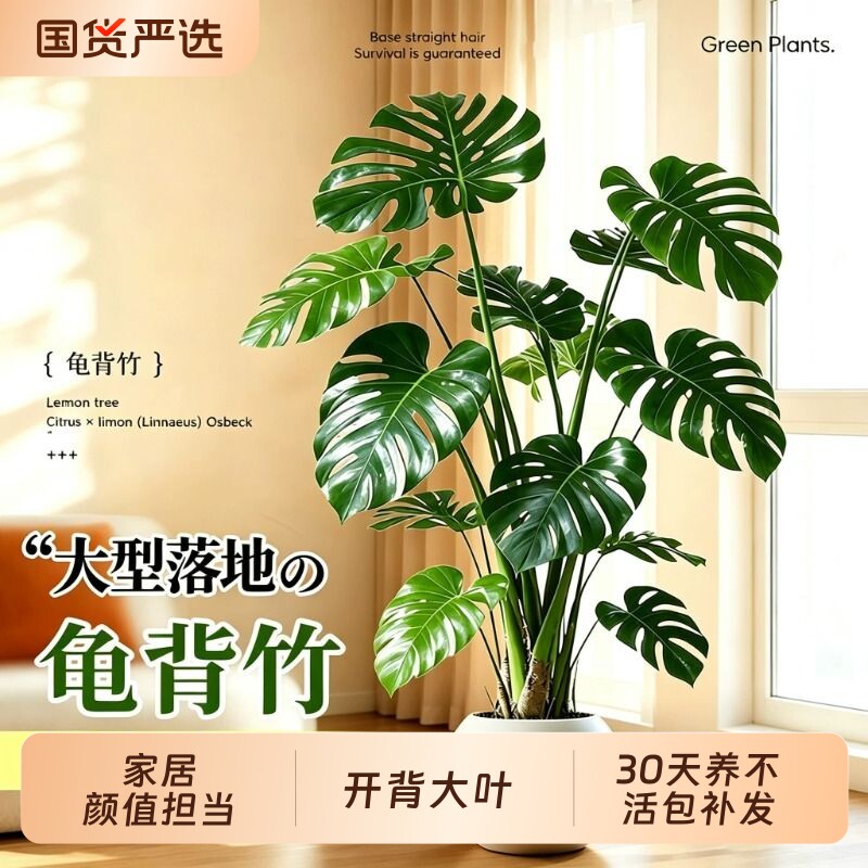 龟背竹客厅大型盆栽办公室内开背大叶老桩高级感植物绿植落地前台图片