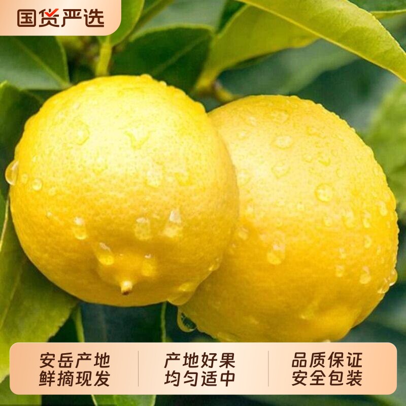 四川安岳新鲜现摘黄柠檬果园直发新鲜多汁奶茶店商用家用9斤包邮