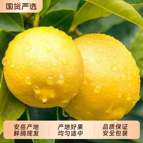 四川安岳新鲜现摘黄柠檬果园直发新鲜多汁奶茶店商用家用9斤包邮