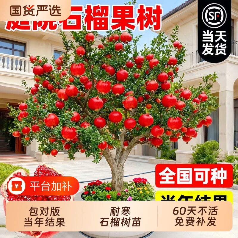 特大石榴树树苗突尼斯软籽石榴苗盆栽庭院果树无籽甜石榴老桩耐寒