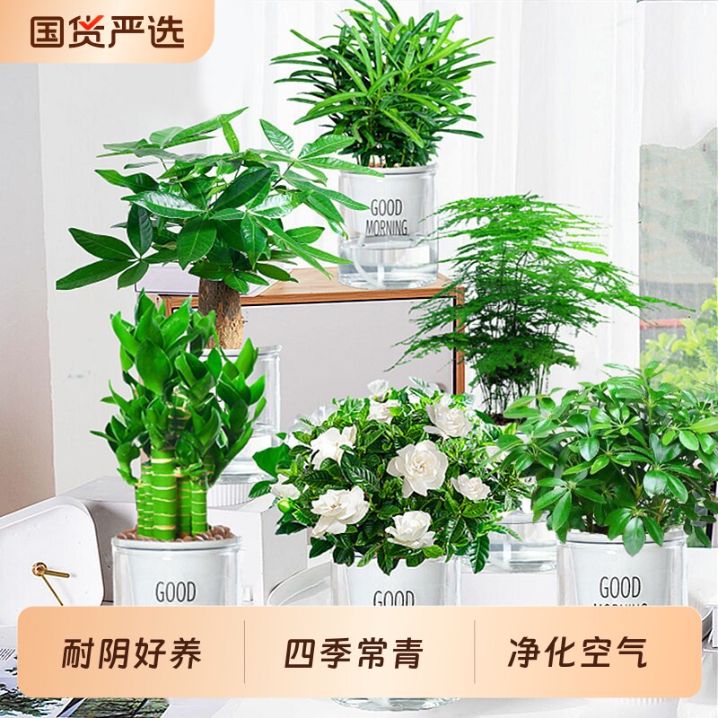栀子花盆栽四季开花发财树易活水培植物绿萝植室内花卉大树苗多肉图片