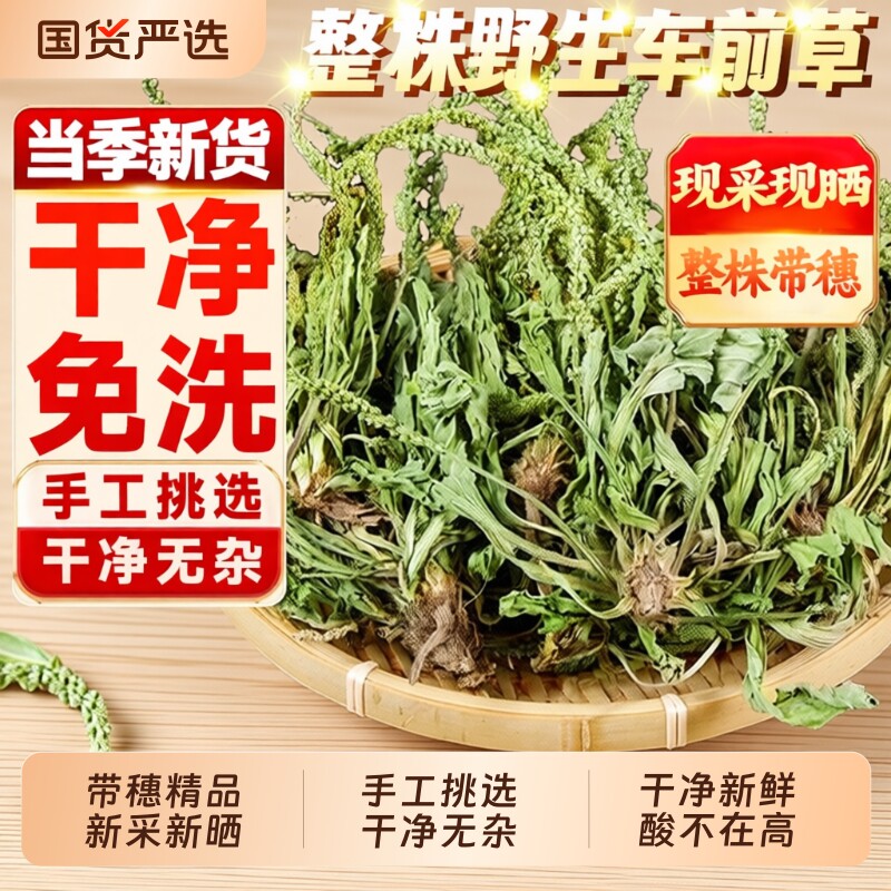 车前草中药材野生新货干货正品整株官方旗舰店夏枯草新鲜整棵前草
