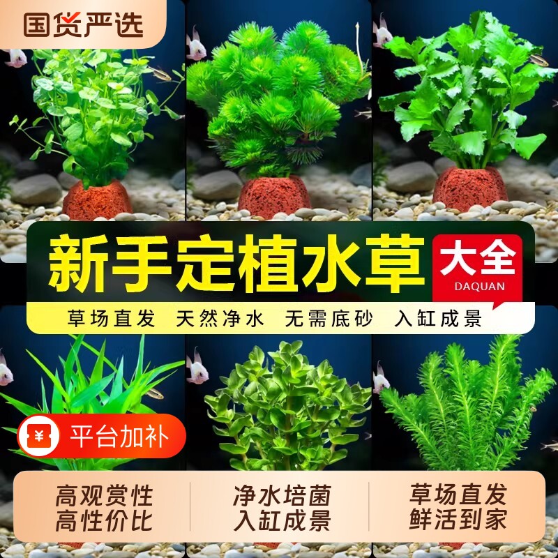 鱼缸火山石水草植物造景专用水培阴性蜈蚣草绿菊真草增氧绿植摆件