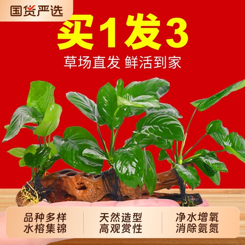水榕水草沉木装饰|超2000次加购