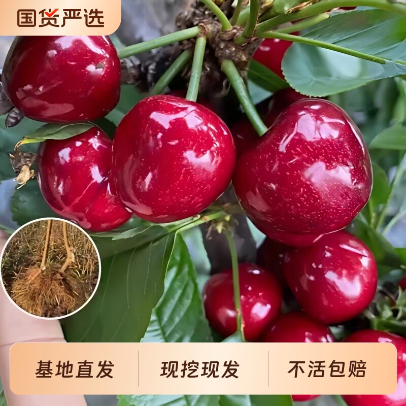 云南发货正宗特大嫁接樱桃树果苗车厘子红妃果树南北方种植当年结