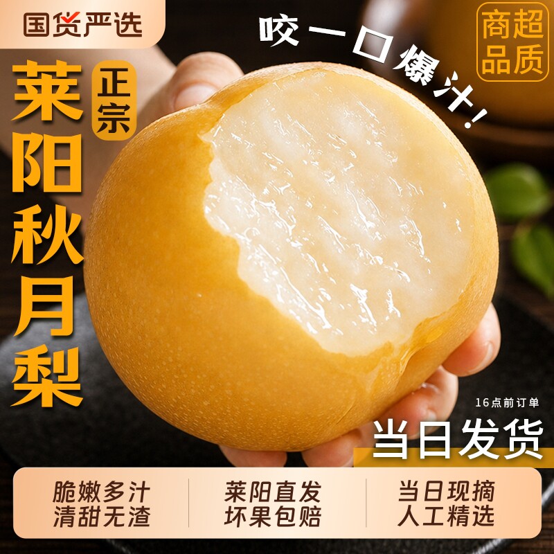 正宗山东莱阳秋月梨现摘现发水果新鲜当季冰糖雪梨子大果整箱直发