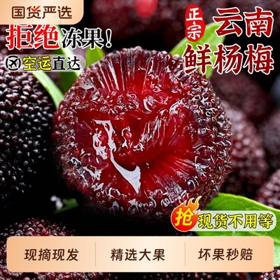 空运正宗云南杨梅新鲜现摘应季鲜果2026头茬大果杨梅孕妇水果包邮