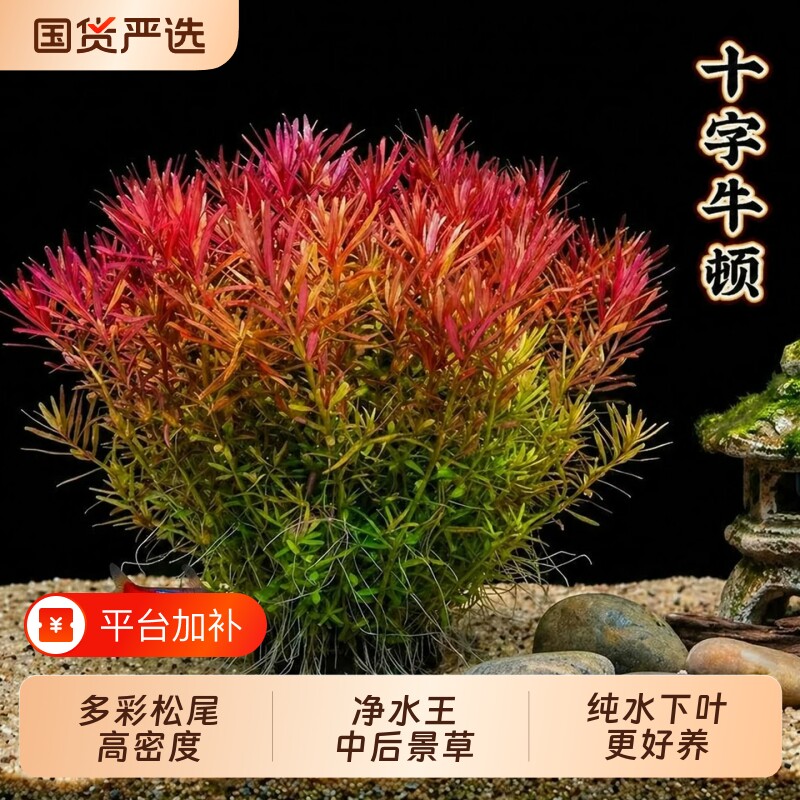 【净水王】鱼缸十字牛顿大坨草水草鱼缸造景易活水族植物中后景草