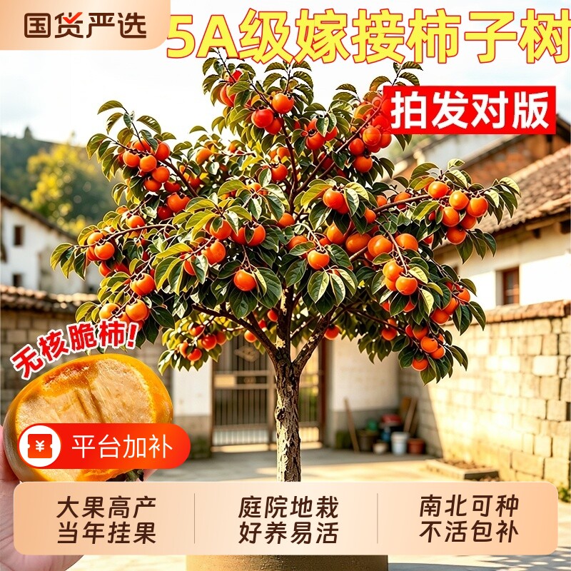 脆甜柿子树果苗嫁接苗无核矮化庭院果树特大号地栽盆栽北方耐寒