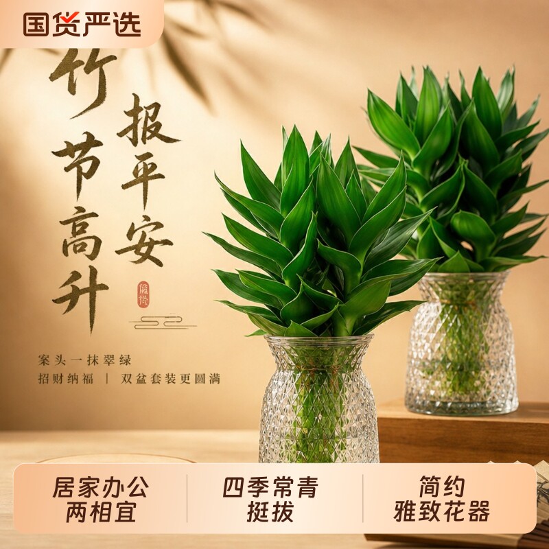 富贵竹水培植物客厅招财花卉绿植室内盆栽观音竹带根转运竹发财竹