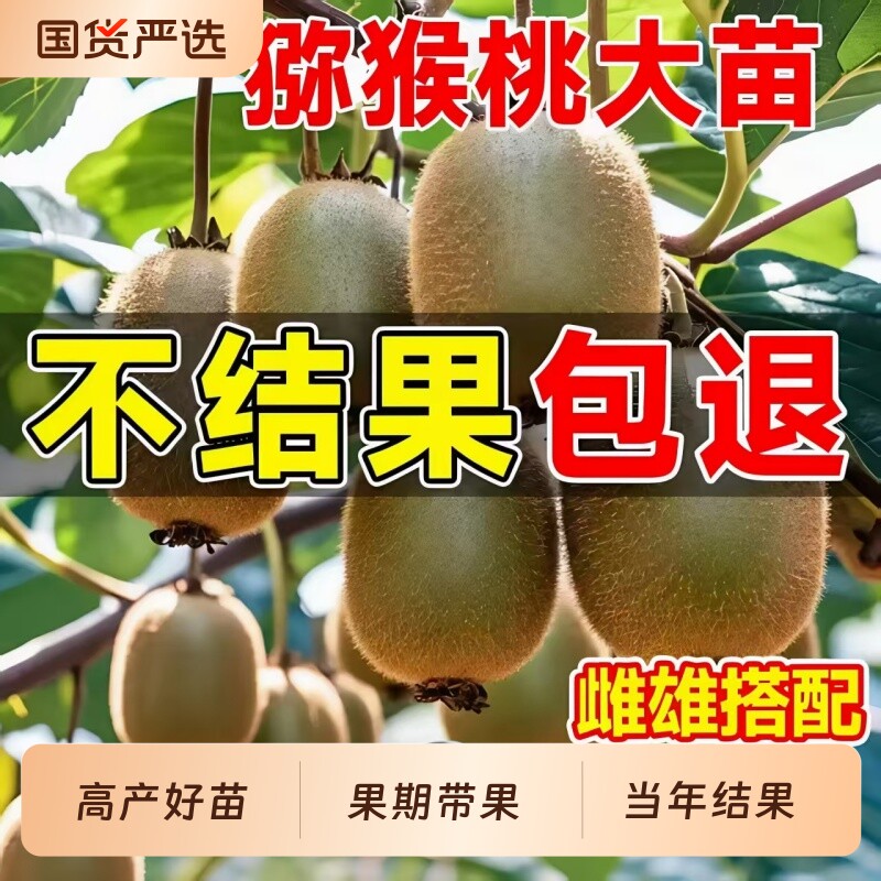 红心猕猴桃树果苗公母同株南北方四季阳台庭院种植盆栽地栽果树苗