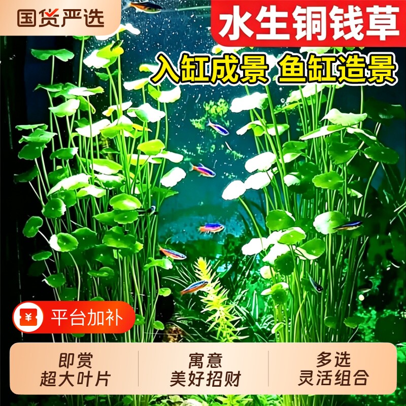 铜钱草鱼缸水草水培植物造景专用净化水质挺水养招财金钱草大叶