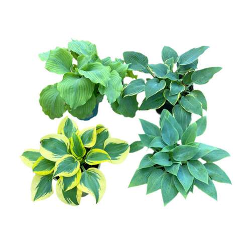 玉簪花庭院耐阴彩色地被植物金边青叶草本多年生宿根观叶耐寒花卉