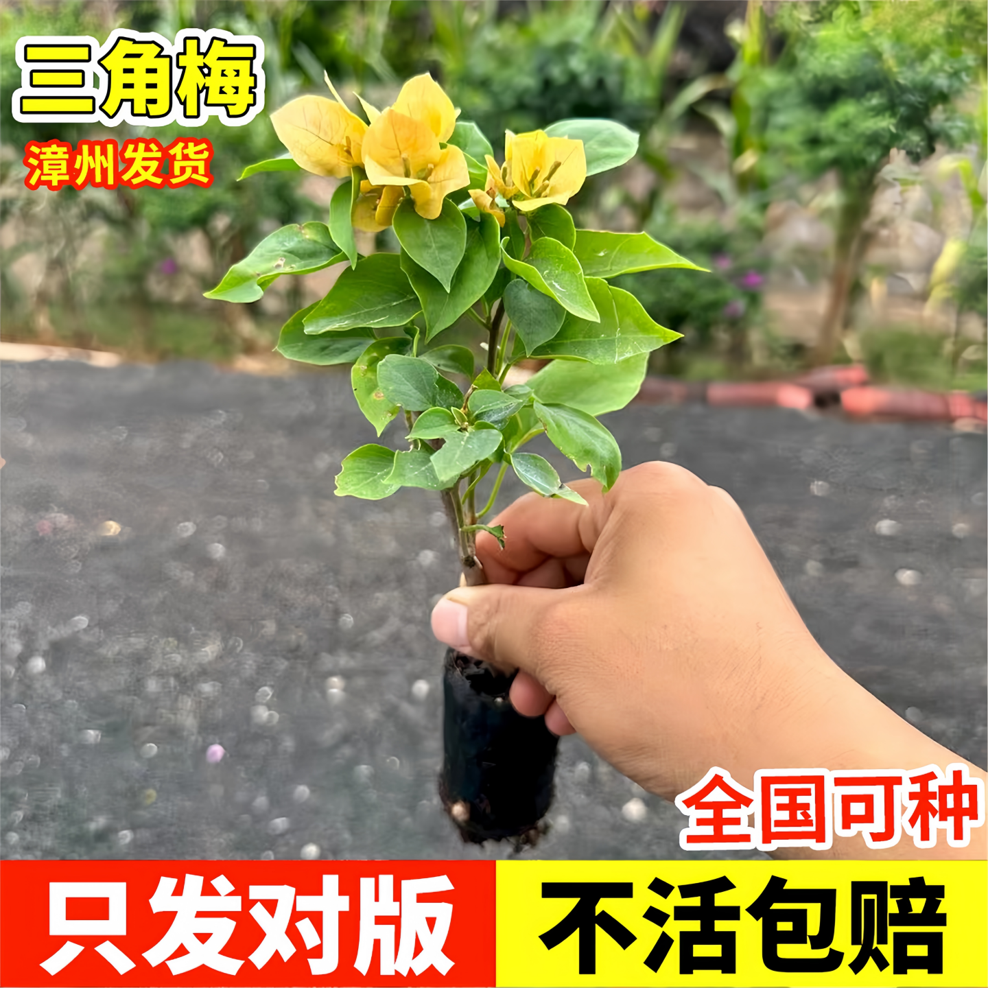 三角梅带花大苗盆栽四季勤花卉