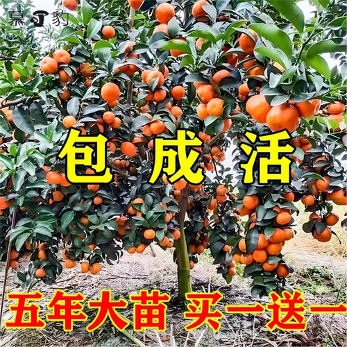 嫁接砂糖橘子苗树柑橘苗金桔树